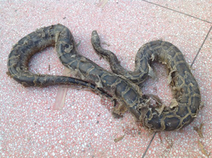 �����������һ�����������Ѱ�򡱱���ץ��